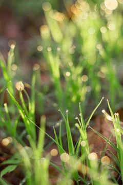 Dew on grass after rain, spring meadow in sunset light.... dew on grass after Foto stock