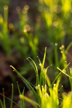 Dew on grass after rain, spring meadow in sunset light.... dew on grass after Foto stock