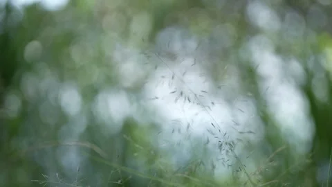 Dew on the grass with a blurry background Stock Footage 262404166