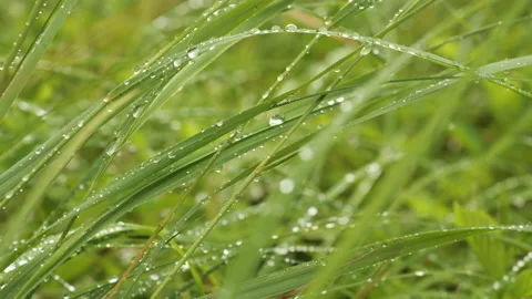 Dew on grass close-up Stock Footage 157878622