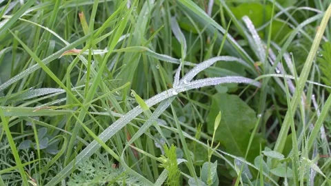 Dew on the grass close-up. Stock Footage 271127031