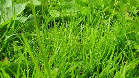 Dew on the grass close up. Grass. Dew. Video stock 112870607