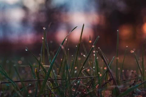 Dew on the grass at dawn in spring Stock Photos