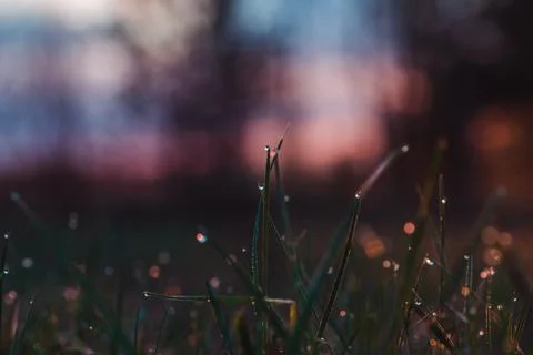 Dew on the grass at dawn in spring Stock Photos