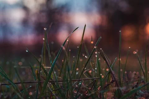 Dew on the grass at dawn in spring Stock Photos