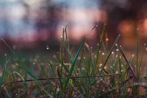 Dew on the grass at dawn in spring Stock Photos