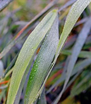Dew on a grass in the fall Foto stock
