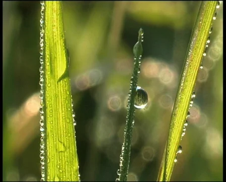 Dew on a grass Видео 566282
