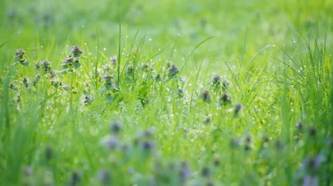 Dew on grass Stock Footage 4451357