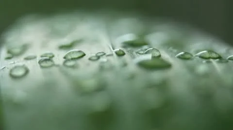 Dew on grass Vídeo Stock 10931832