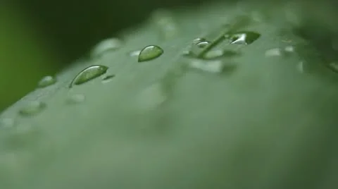 Dew on grass Stock Footage 10931839