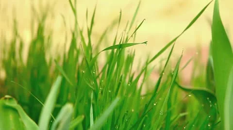 Dew on grass Stock Footage 12526086
