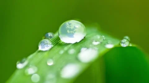 Dew on grass Stock-Footage 22084295