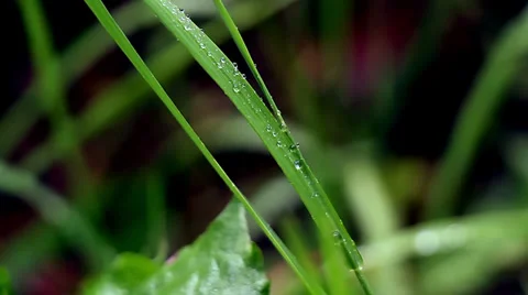 Dew Grass Stock Footage 25569575