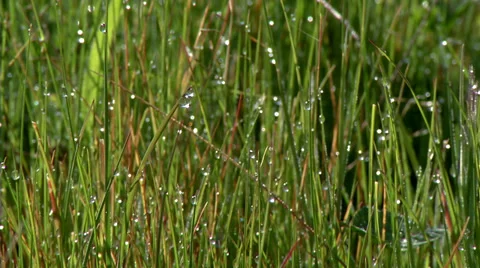 Dew on grass Stock Footage 32662752