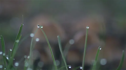 Dew on grass Stock Footage 35653703