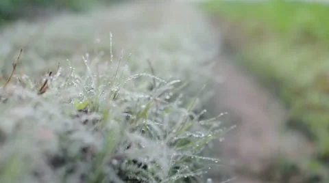 Dew on grass Stock Footage 48551922