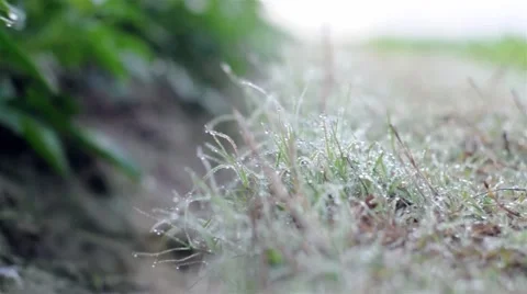 Dew on grass Stock Footage 48553213
