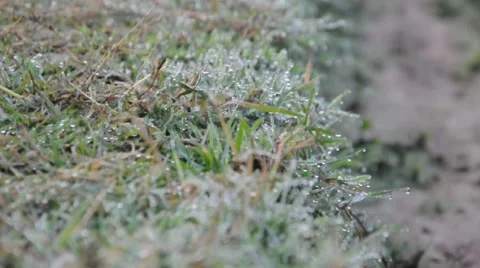Dew on grass Stock Footage 48553452