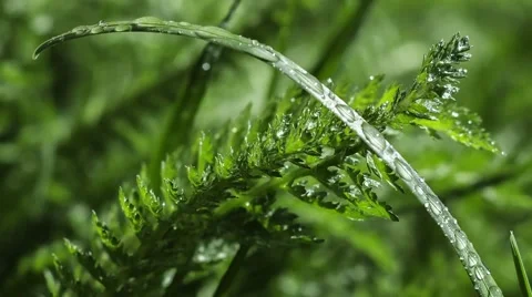 Dew on the grass Stock Footage 61049999