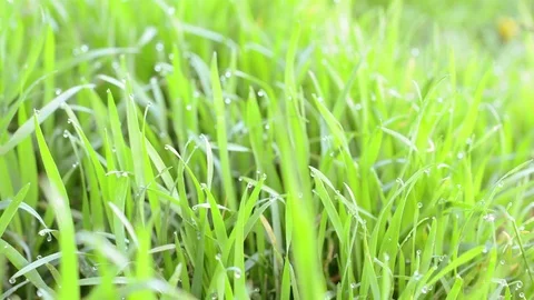Dew on grass Video stock 75003030