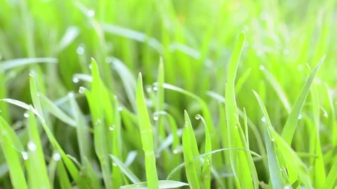 Dew on grass Stock-Footage 75003032