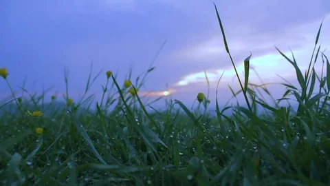 Dew Grass Stock Footage 76006482