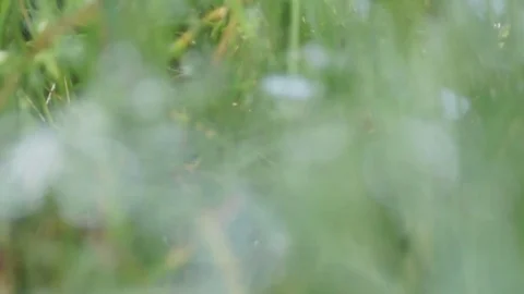 Dew on the grass Stock Footage
