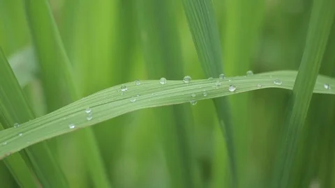 Dew on the grass Stock Footage 79095960