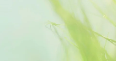 Dew on grass Stock Footage 81790368