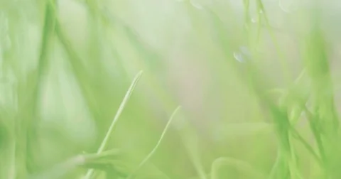 Dew on grass Stock Footage 81790381