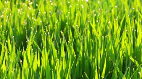 Dew on the Grass Stock Footage 106455217