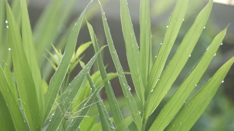 Dew on grass Stock Footage 205491791