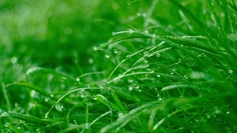 Dew on grass Stock Footage 242195094