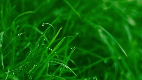 Dew on grass Stock Footage 242195104