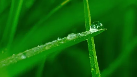 Dew on grass Stock Footage 242195121