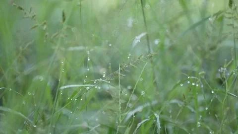 Dew on the grass Stock Footage 262293274