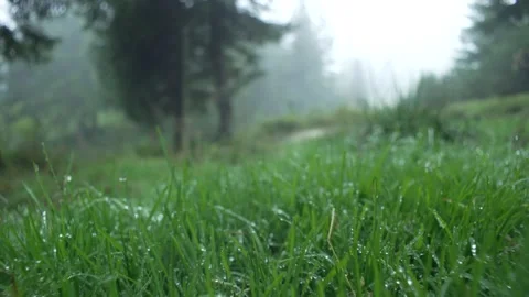 Dew on the grass in the forest on a cloudy day. Macro of green grass when fog Stock Footage 217395099