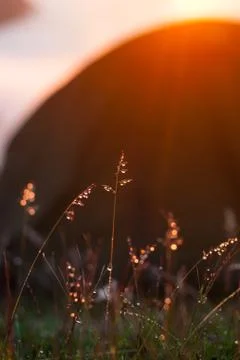 Dew on the grass glows at sunset Foto stock