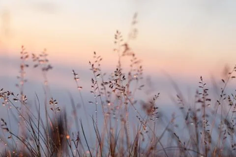 Dew on the grass glows at sunset Foto stock