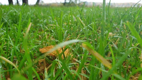 Dew on the grass. Grass in autumn Stock Footage 117192561