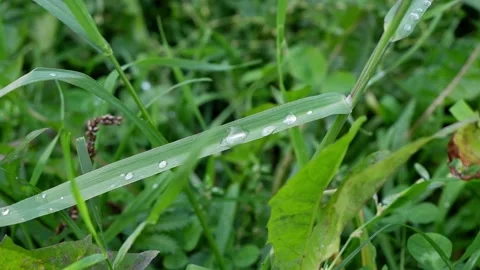 Dew on the grass. Grass movement. Stock Footage 161331951