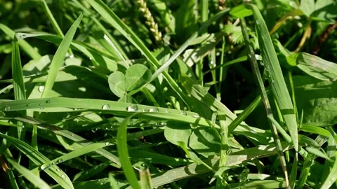 Dew on the grass. Grass movement. Stock Footage 164765168