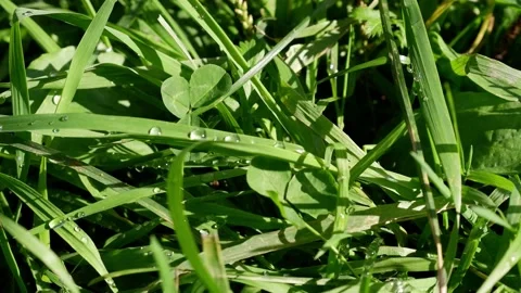 Dew on the grass. Grass movement. Stock Footage 165225447