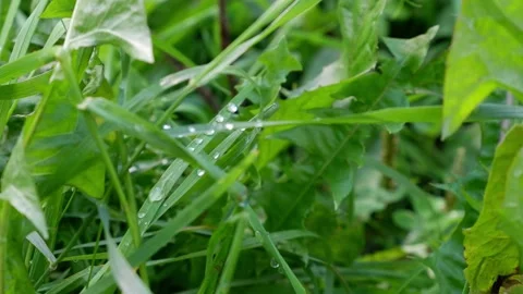 Dew on the grass. Grass movement. Stock Footage 166103300