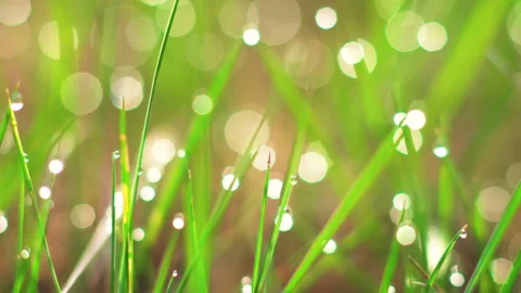 Dew on the grass. Macro. Stock Footage 107598579