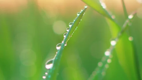 Dew on the grass. Macro. Stock Footage 107599041