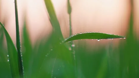 Dew on the grass. Macro. Stock Footage 107599340