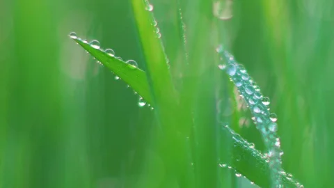 Dew on the grass. Macro. Stock Footage 107599607
