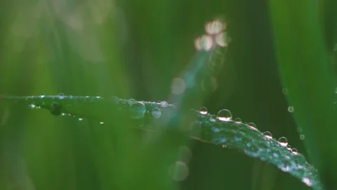 Dew on the grass. Macro. Stock Footage 107600022